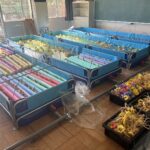 アクアポニックス 高麗人参の栽培状況　【千葉県千葉市緑区おゆみ野・屋根外壁塗装】